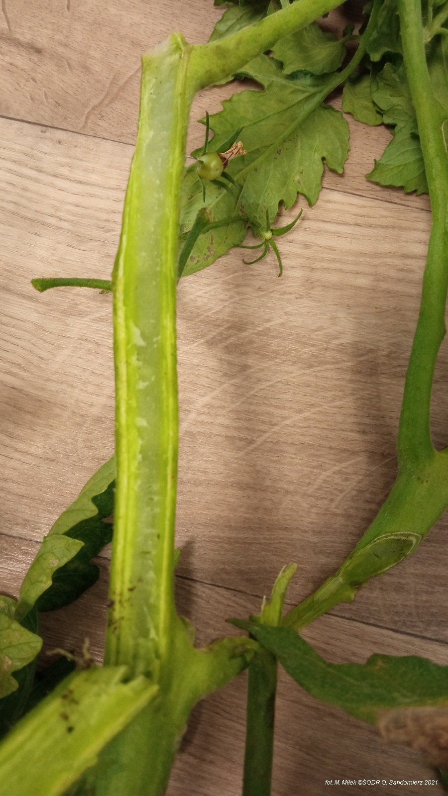 korzeń pomidora porażony przez Fusarium oxysporium